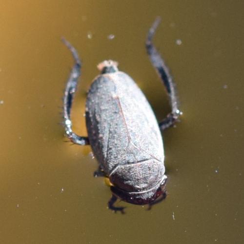 Réf. 310 612 : Deltocephalinae inconnu